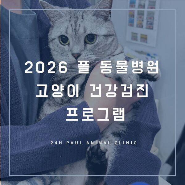 고양이 건강검진